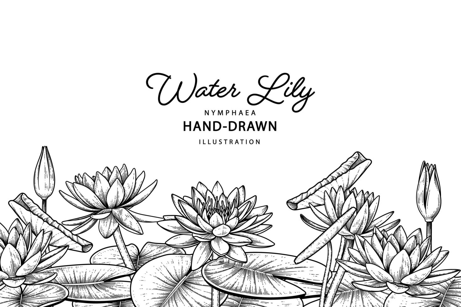 Water lily flower Hand Drawn Sketch Botanical Illustrations vector