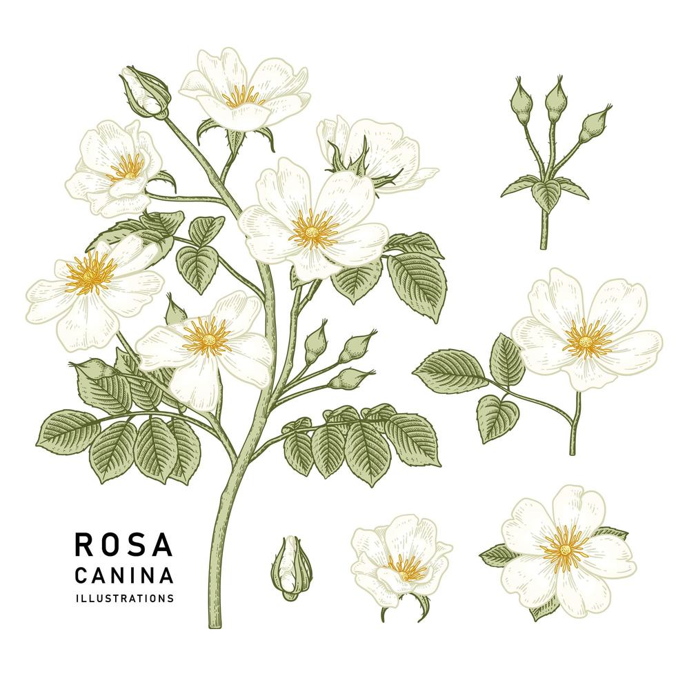 Branch of White Dog rose or Rosa canina with flower and leaves Hand Drawn Botanical Illustrations decorative set vector