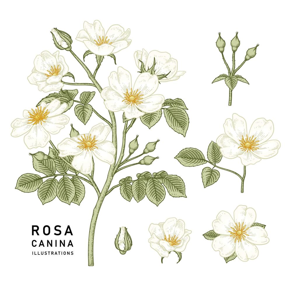 rama de perro blanco rosa o rosa canina con flores y hojas ilustraciones botánicas dibujadas a mano conjunto decorativo vector