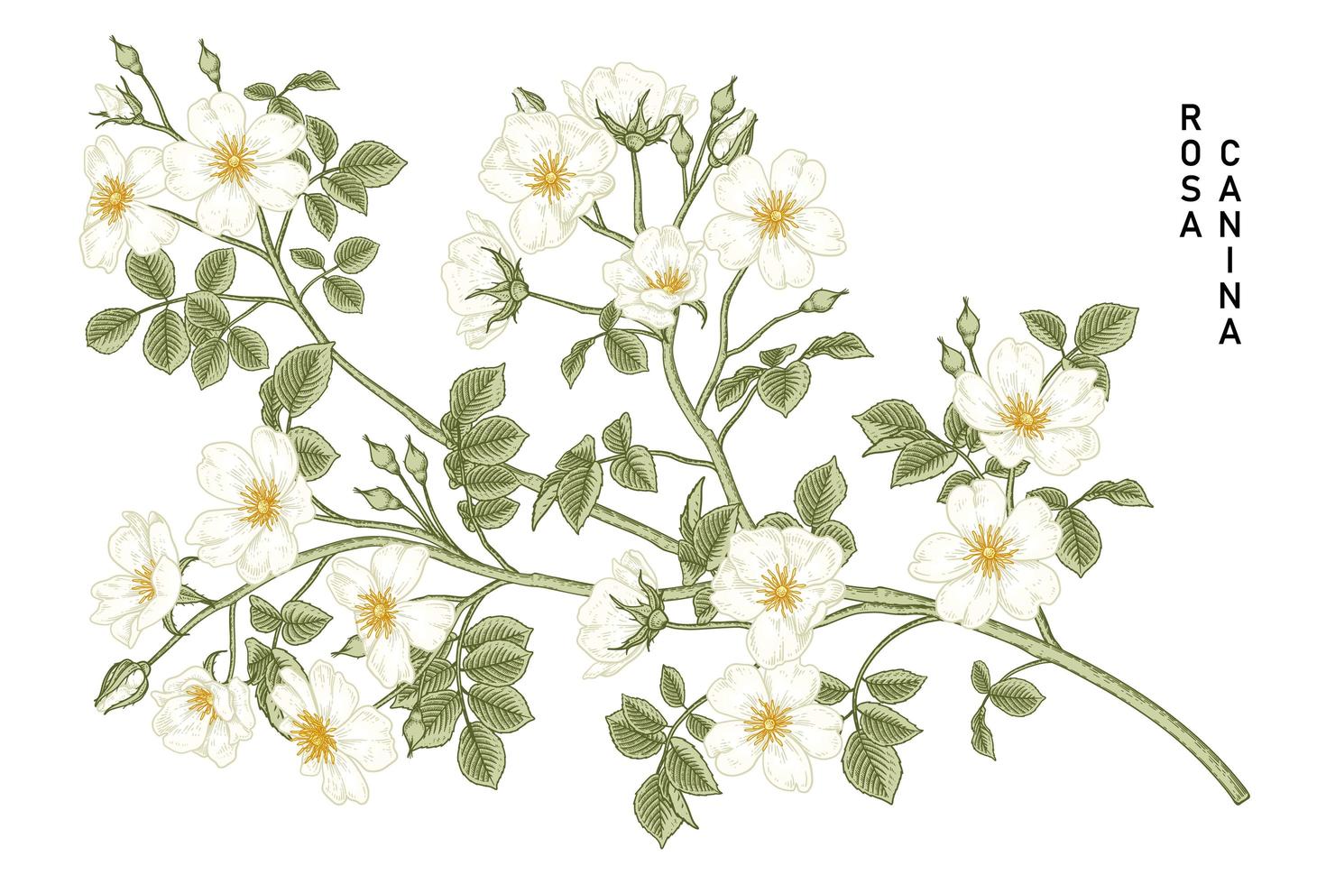 Branch of White Dog rose or Rosa canina with flower and leaves Hand Drawn Botanical Illustrations vector