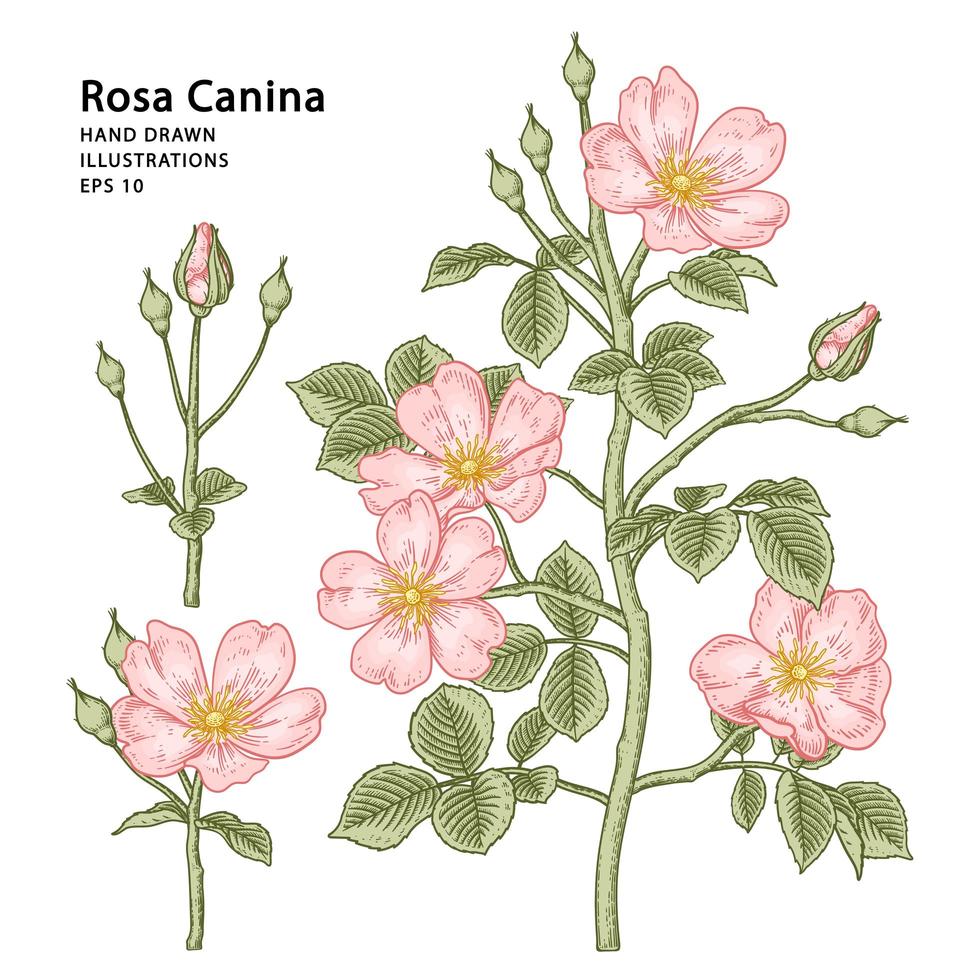 rama de perro rosa rosa o rosa canina con flores y hojas ilustraciones botánicas dibujadas a mano vector