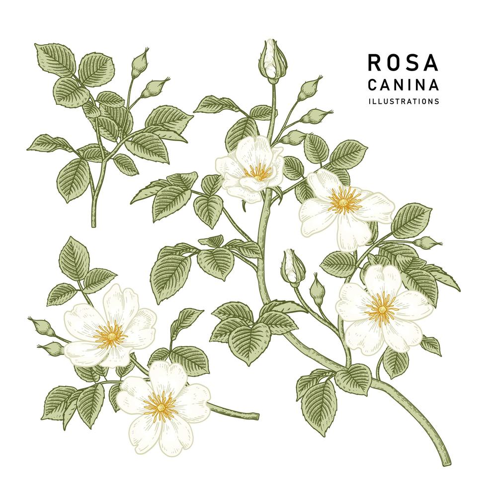 rama de perro blanco rosa o rosa canina con flores y hojas ilustraciones botánicas dibujadas a mano vector