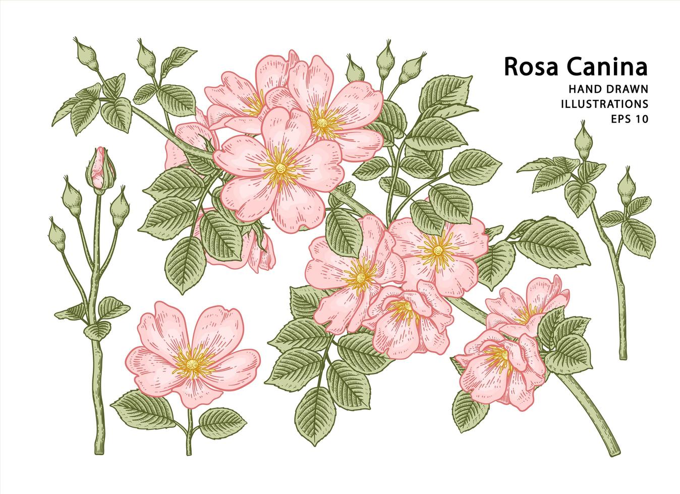 Branch of Pink Dog rose or Rosa canina with flower and leaves Hand Drawn Elements Botanical Illustrations vector