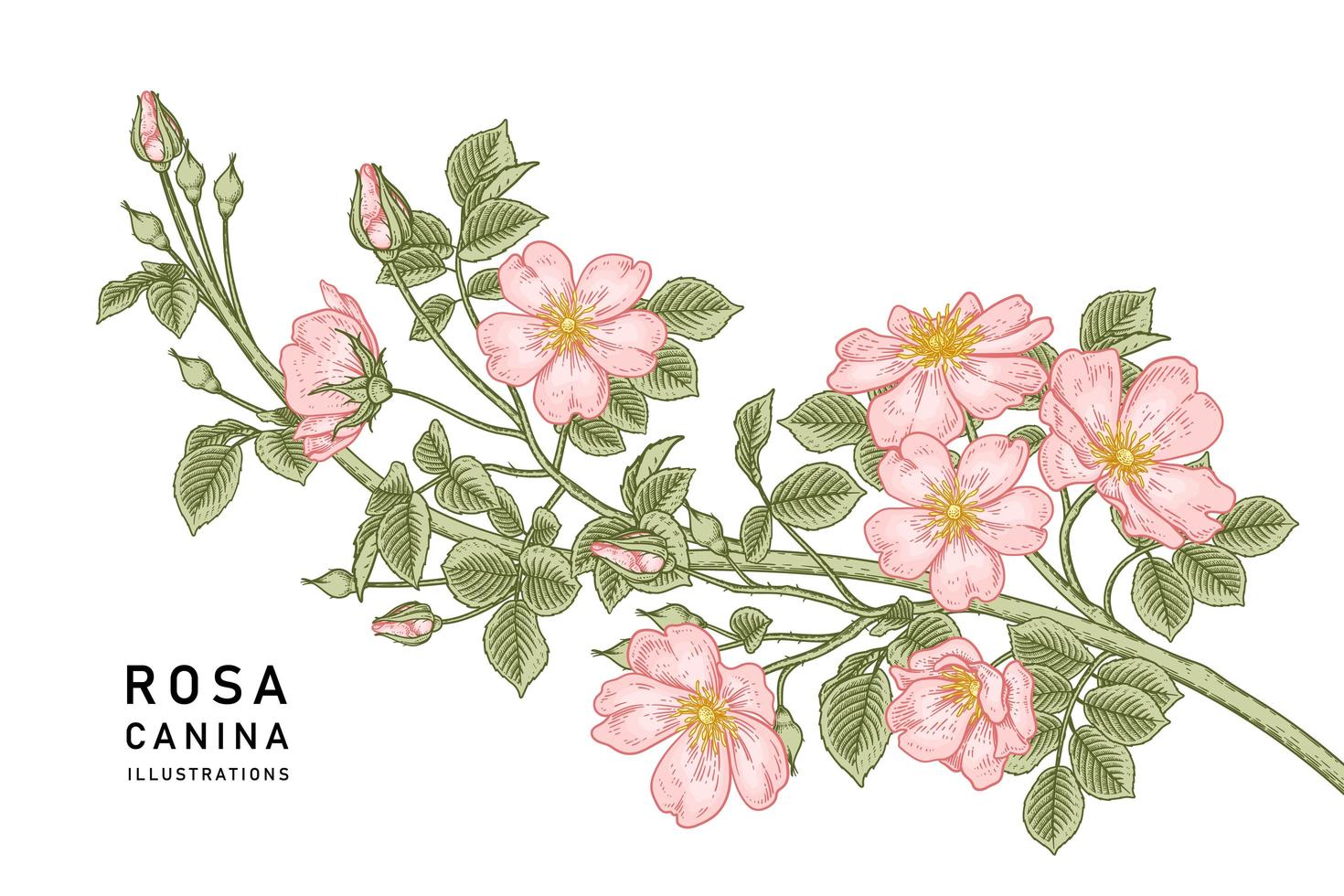 rama de perro rosa rosa o rosa canina con flores y hojas ilustraciones botánicas dibujadas a mano vector