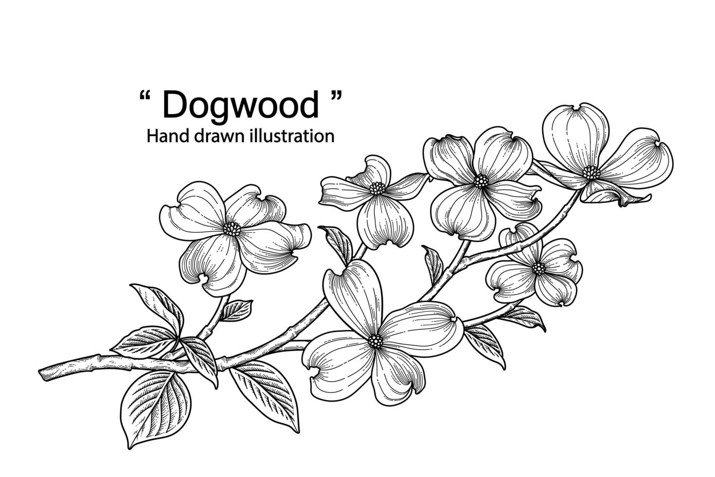 Branch of Dogwood with flower and leaves Hand Drawn Sketch Botanical Illustrations vector