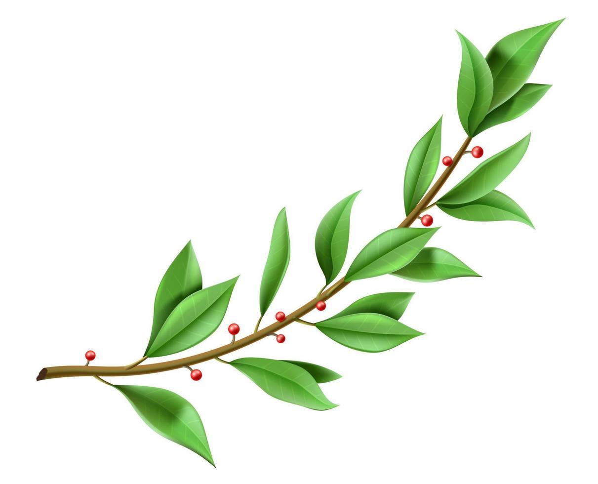 Tree twig laurel wreath with green leaves vector