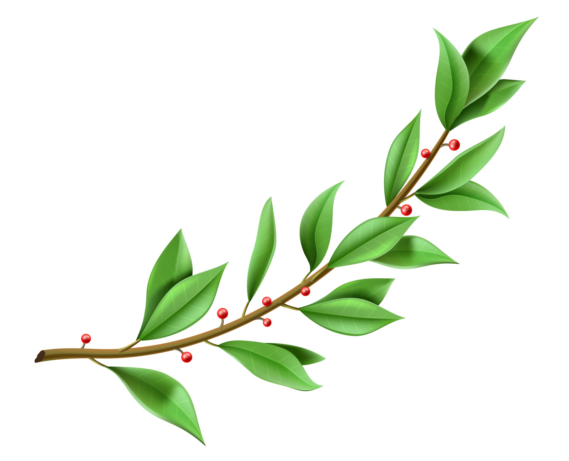 corona de laurel de ramita de árbol con hojas verdes 2522780 Vector en