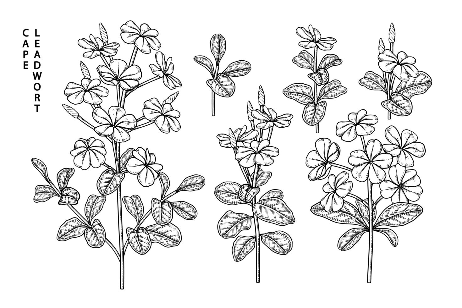 Plumbago auriculata or Cape Leadwort flower Hand Drawn Sketch Elements Botanical Illustrations Decorative set vector
