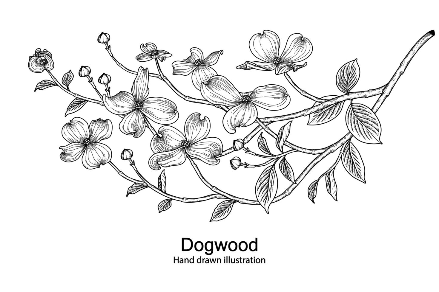 Branch of Dogwood with flower and leaves Hand Drawn Sketch Botanical Illustrations vector