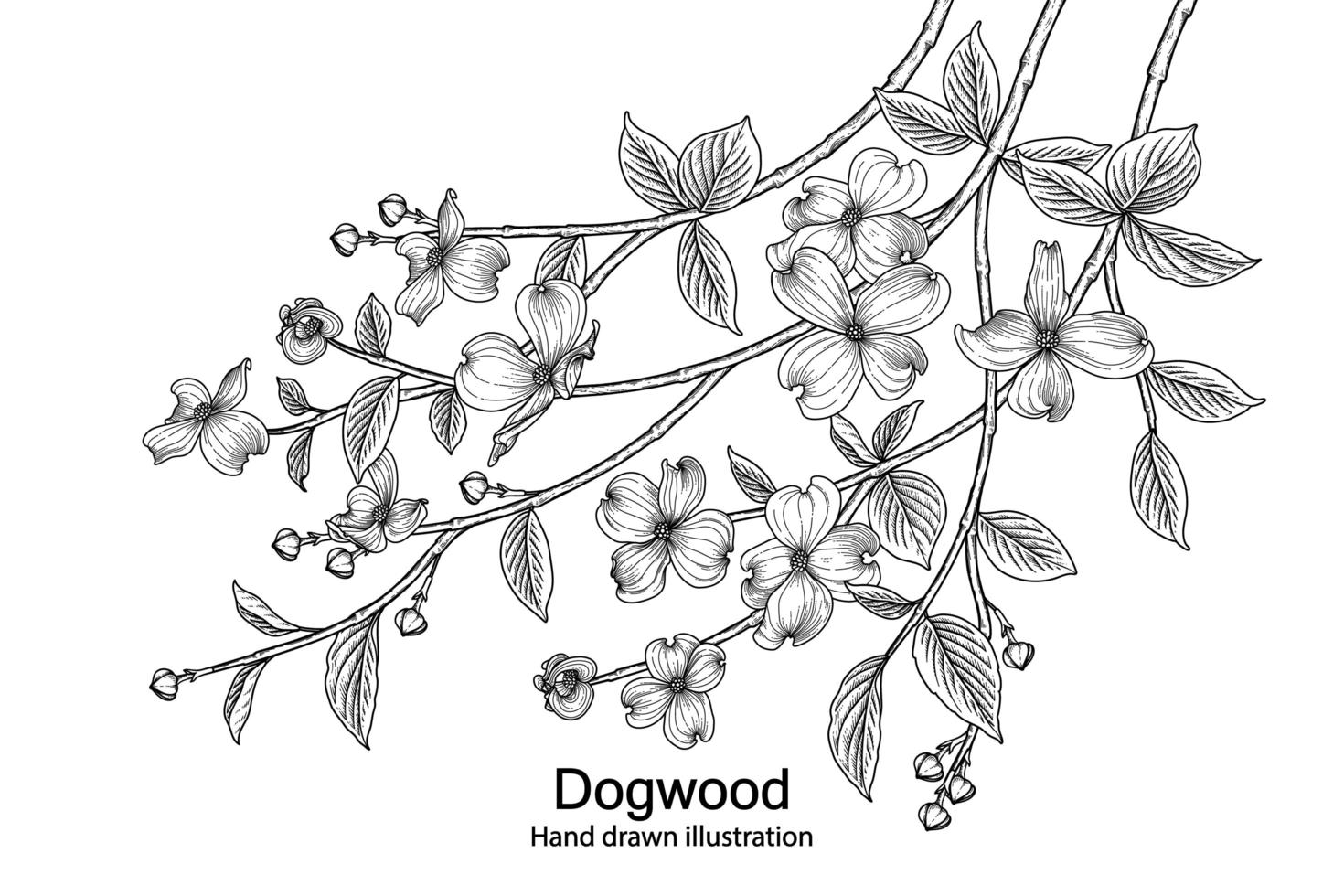 Branch of Dogwood with flower and leaves Hand Drawn Sketch Botanical