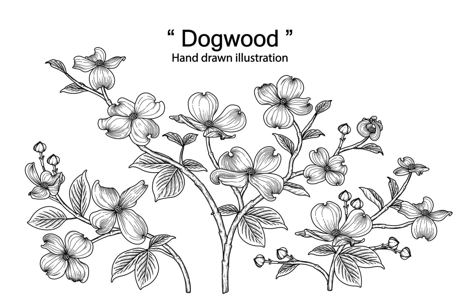 Dogwood flower Hand Drawn Sketch Botanical Illustrations Decorative set vector