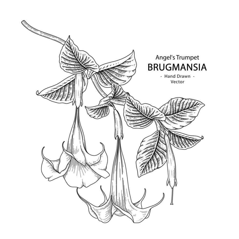 rama de ángel trompeta o brugmansia con flores y hojas ilustraciones botánicas dibujadas a mano vector