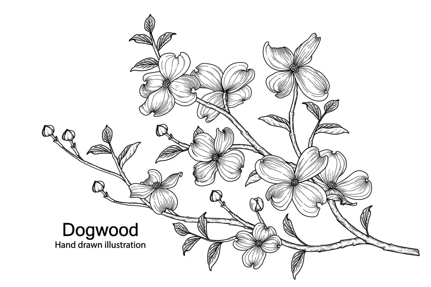 Branch of Dogwood with flower and leaves Hand Drawn Sketch Botanical Illustrations vector