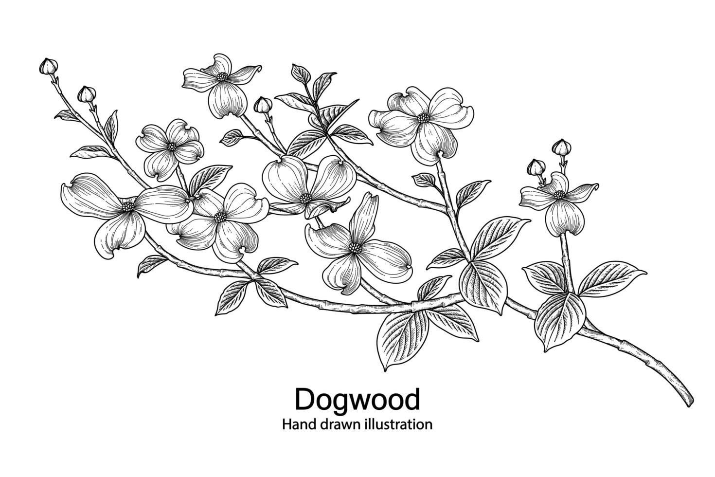 Branch of Dogwood with flower and leaves Hand Drawn Sketch Botanical Illustrations vector