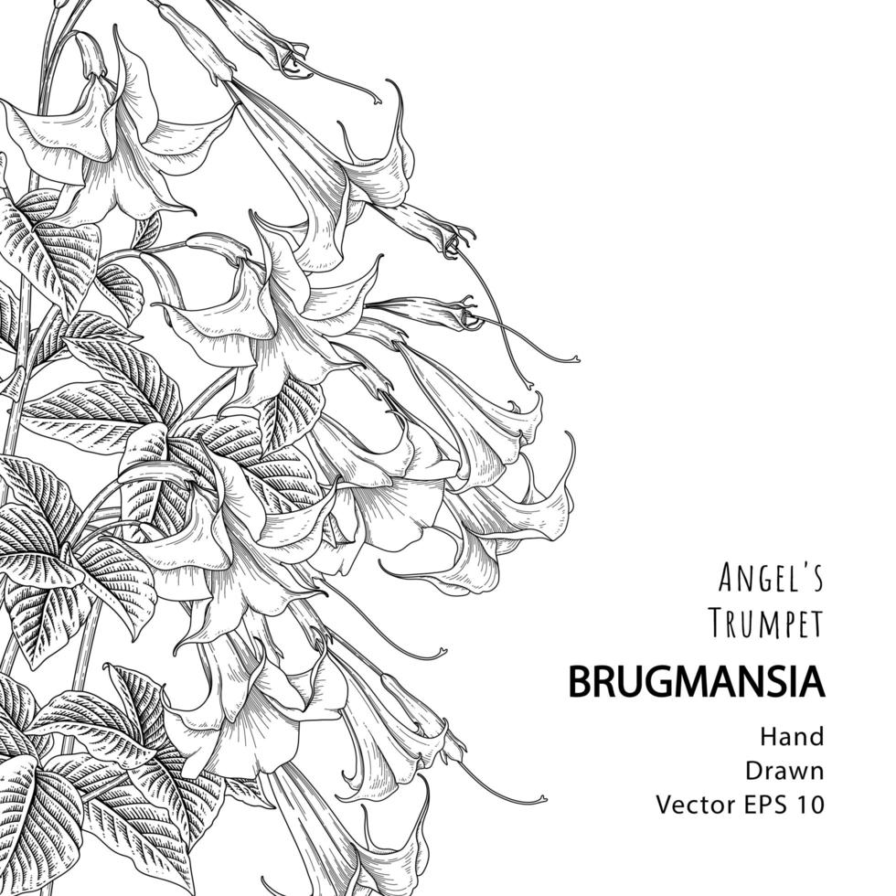 Angel Trumpet flower or Brugmansia Hand drawn Botanical Illustrations vector