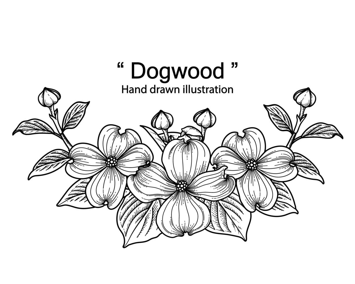 Dogwood flower drawings  Black line art isolated on white backgrounds vector