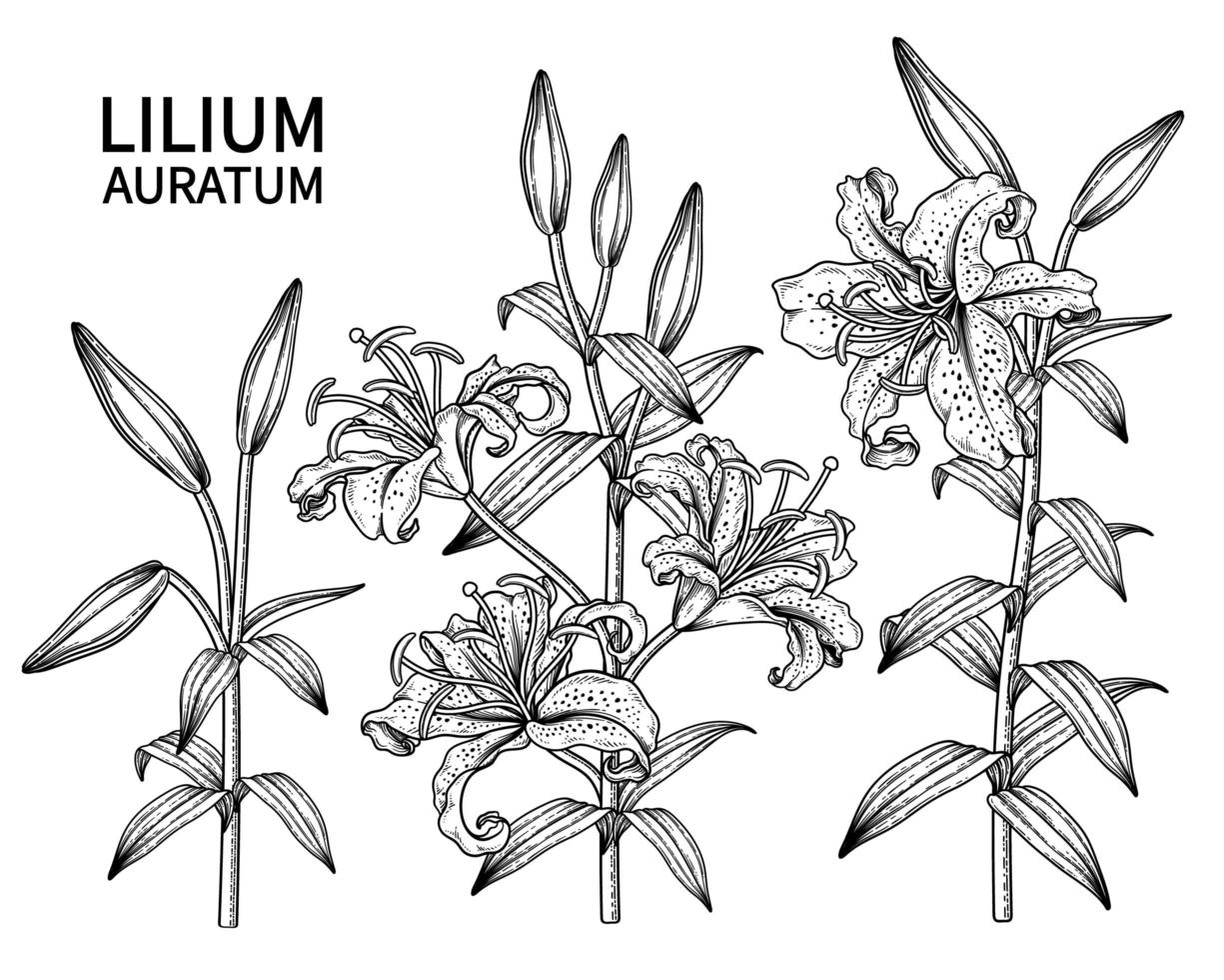 rama de lirio de rayas doradas o flor de lilium auratum boceto dibujado a mano ilustraciones botánicas conjunto decorativo vector