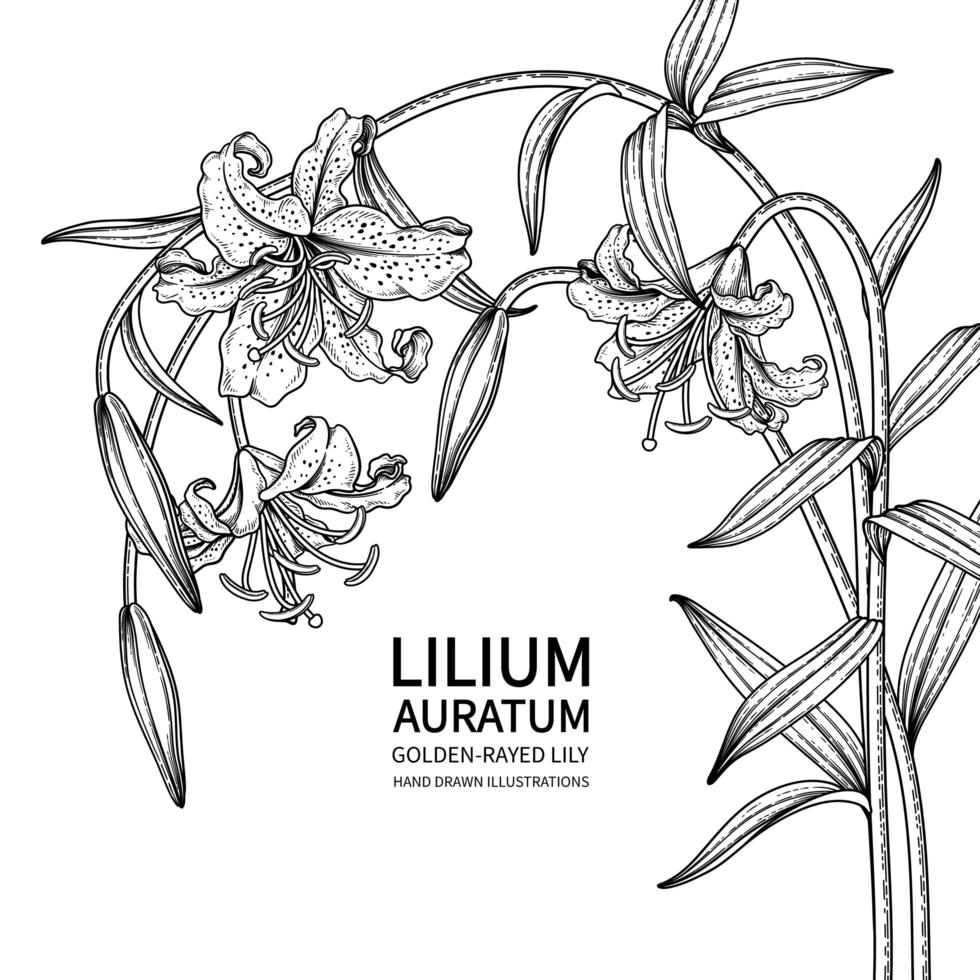 rama de lirio de rayas doradas o flor de lilium auratum boceto dibujado a mano ilustraciones botánicas vector