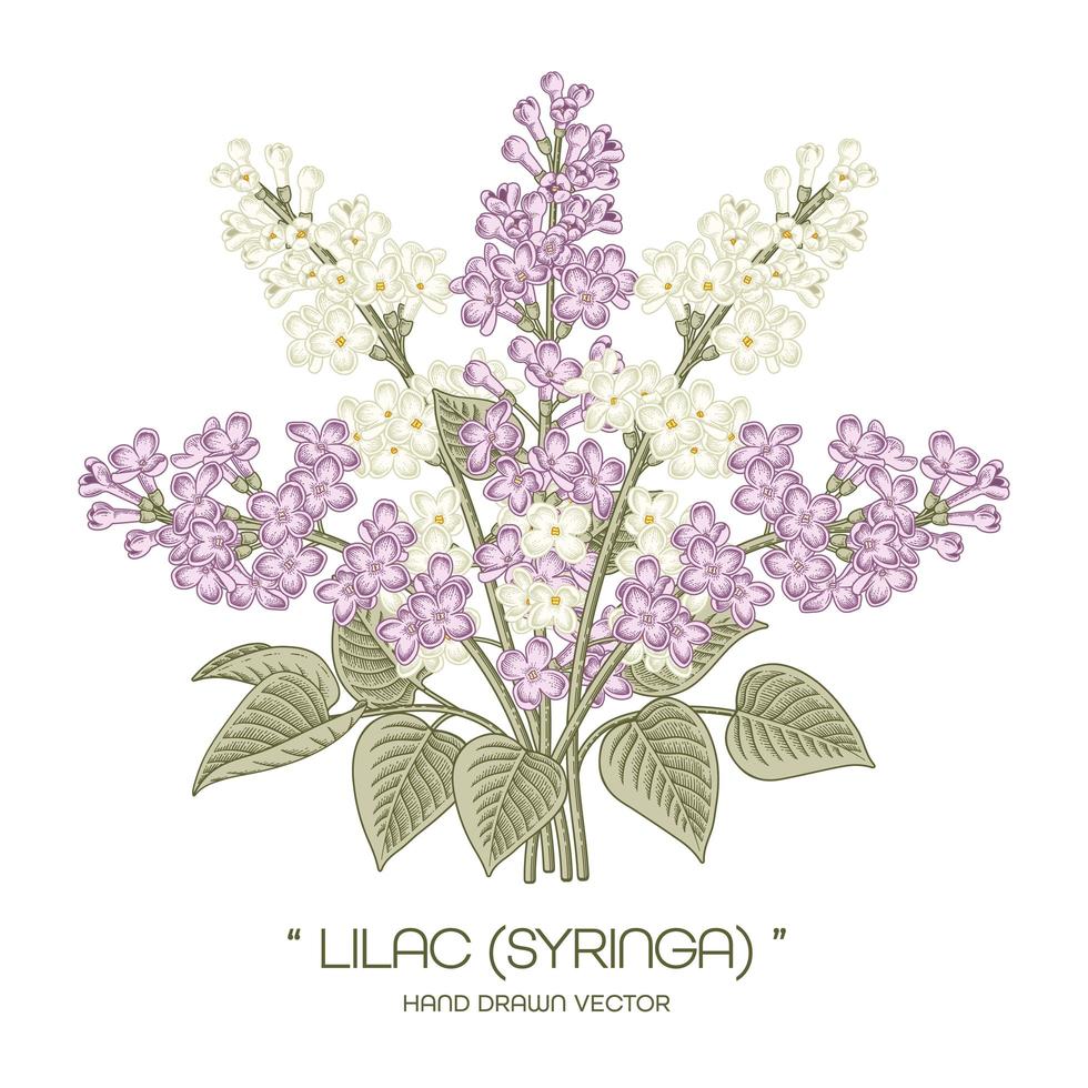 Bouquet of  White and Purple Syringa vulgaris or Common Lilac flower Vintage Hand Drawn Illustrations vector