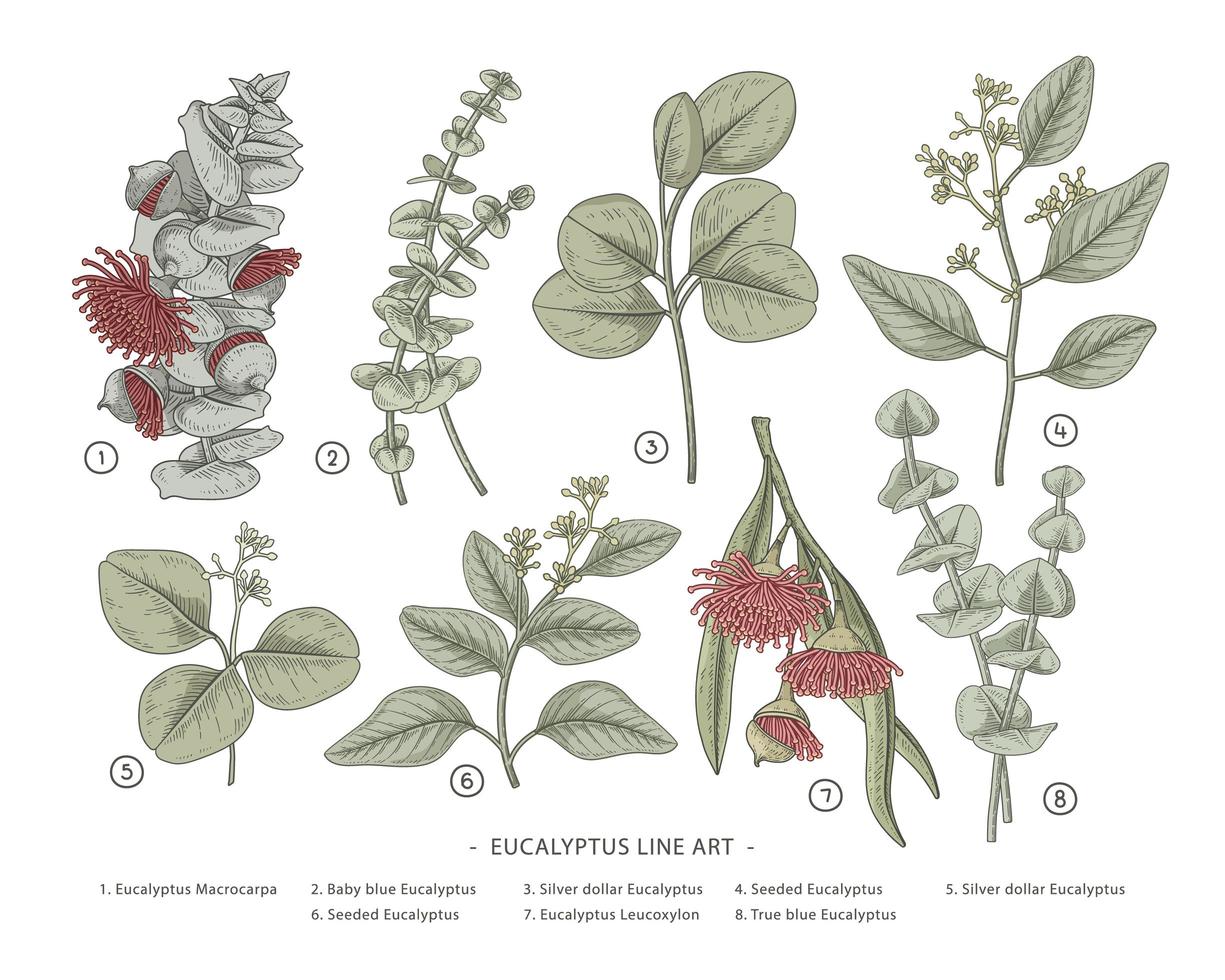 rama de eucalipto conjunto decorativo dibujado a mano elementos botánicos ilustraciones vector
