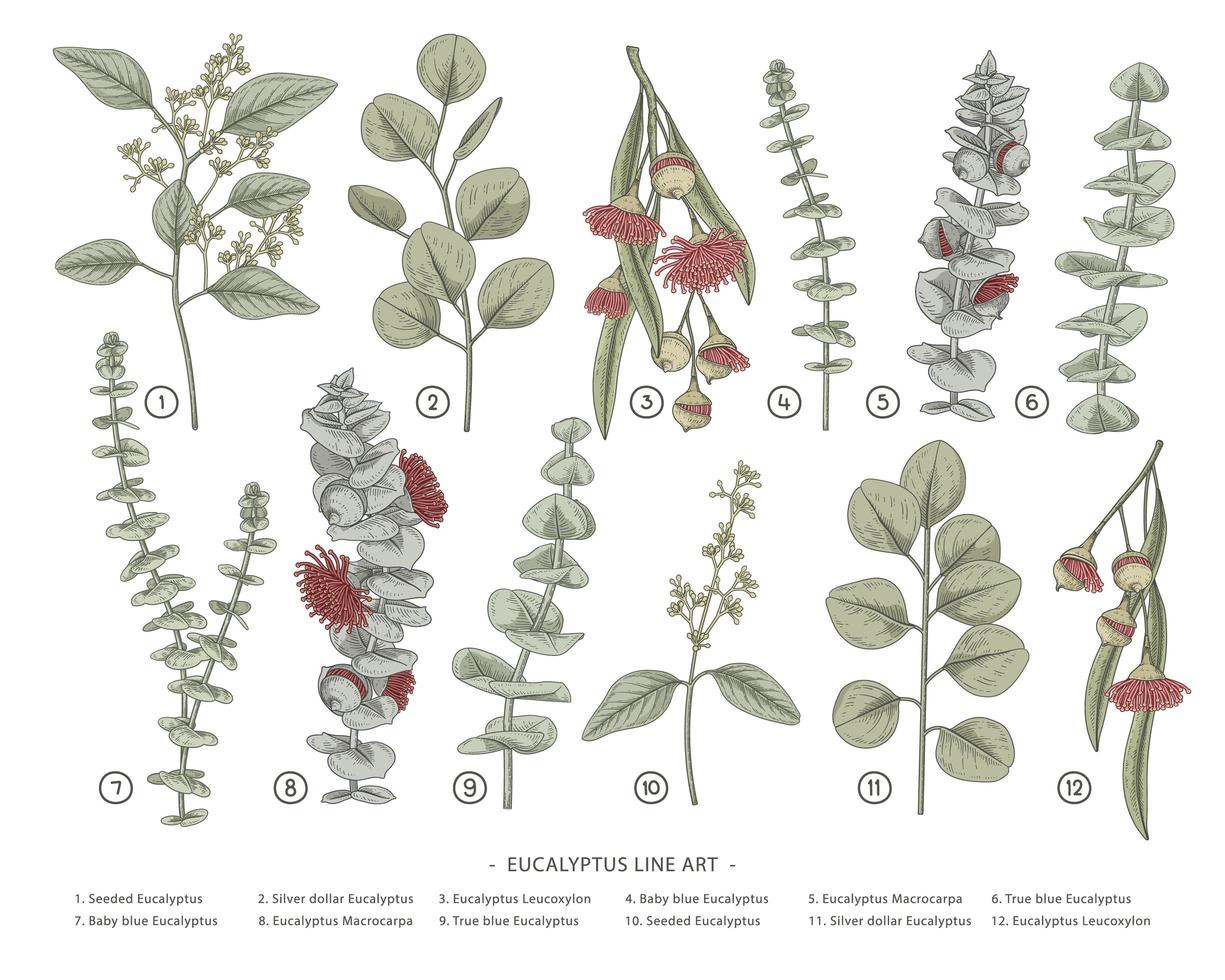 Branch of Eucalyptus Decorative set hand drawn botanical elements illustrations vector