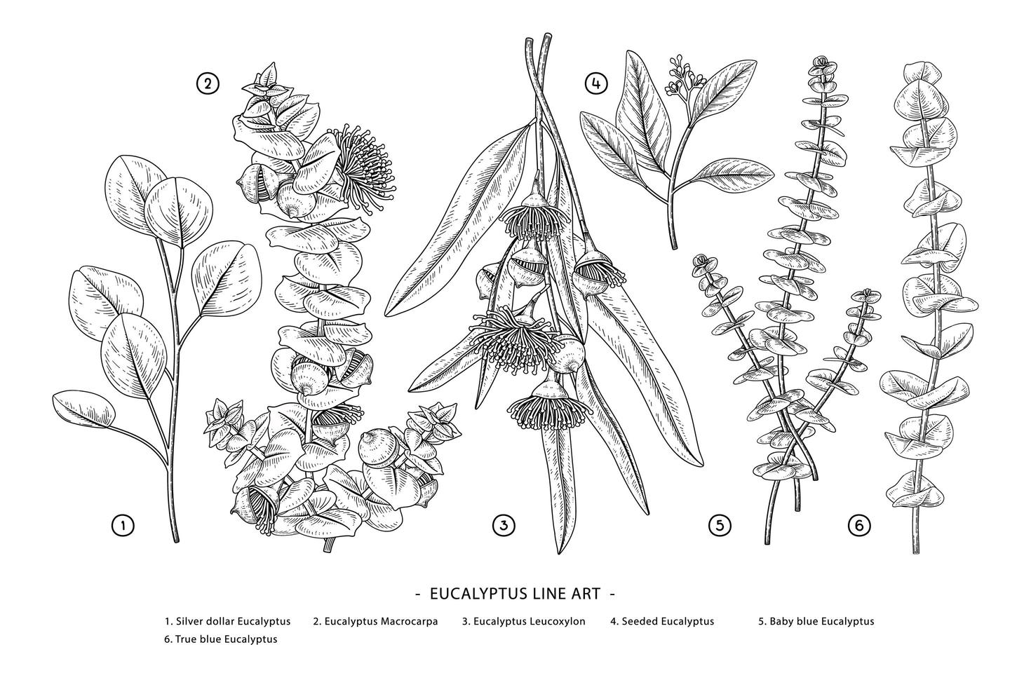 rama de eucalipto conjunto decorativo elementos botánicos dibujados a mano vector