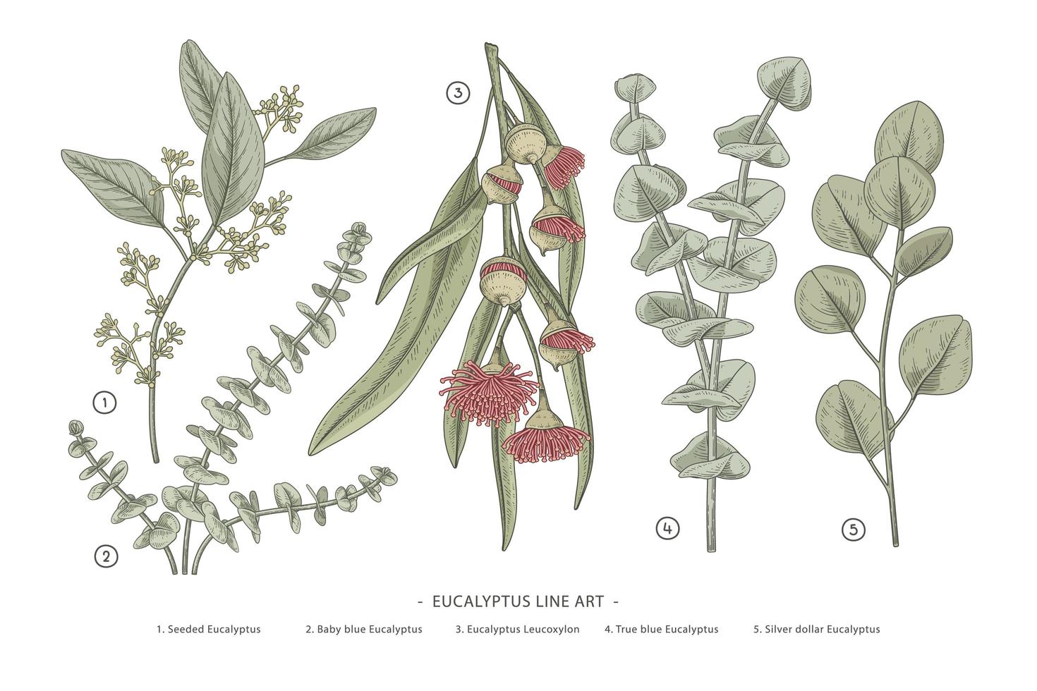 Branch of Eucalyptus Decorative set hand drawn botanical elements illustrations vector