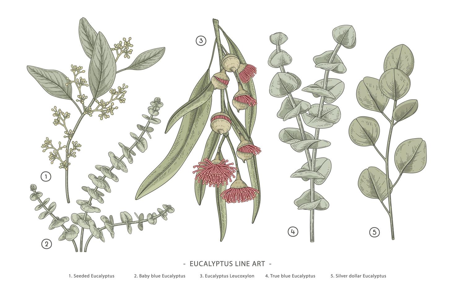 rama de eucalipto conjunto decorativo dibujado a mano elementos botánicos ilustraciones vector