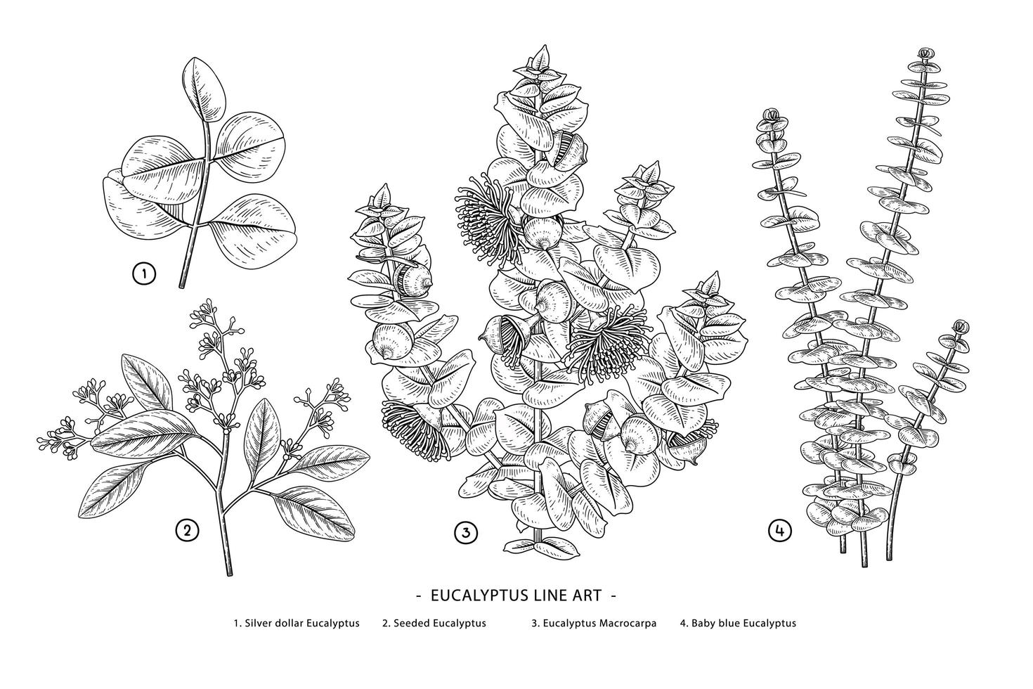 rama de eucalipto conjunto decorativo elementos botánicos dibujados a mano vector
