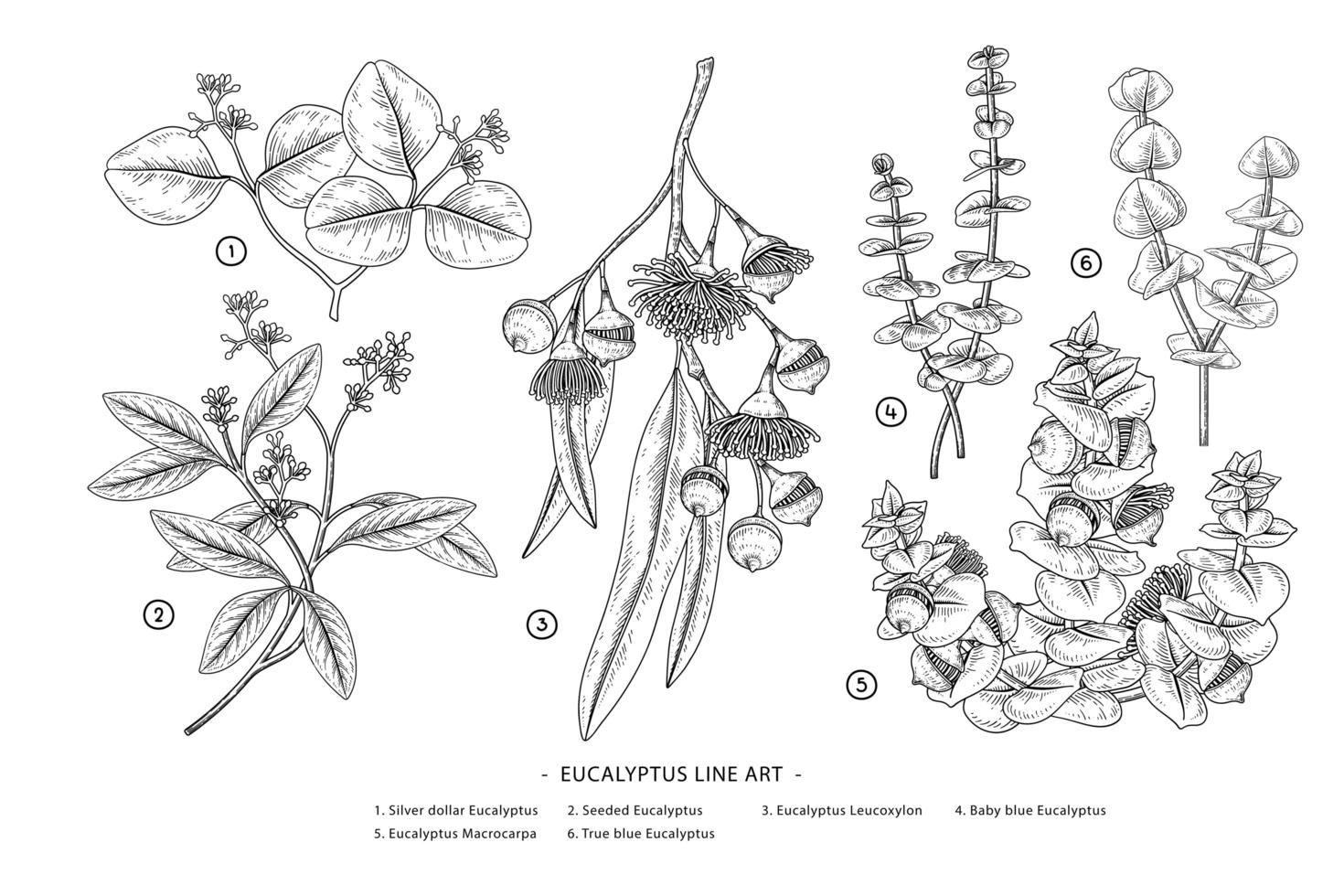 rama de eucalipto conjunto decorativo elementos botánicos dibujados a mano vector