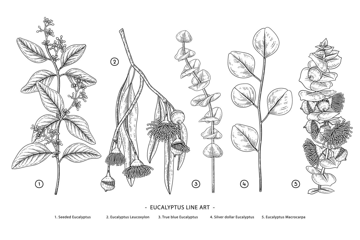 rama de eucalipto conjunto decorativo elementos botánicos dibujados a mano vector