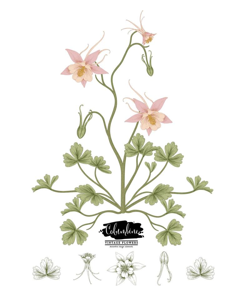 Branch of Pink Columbine with flowers and leaves Vintage Hand Drawn Botanical Illustrations vector