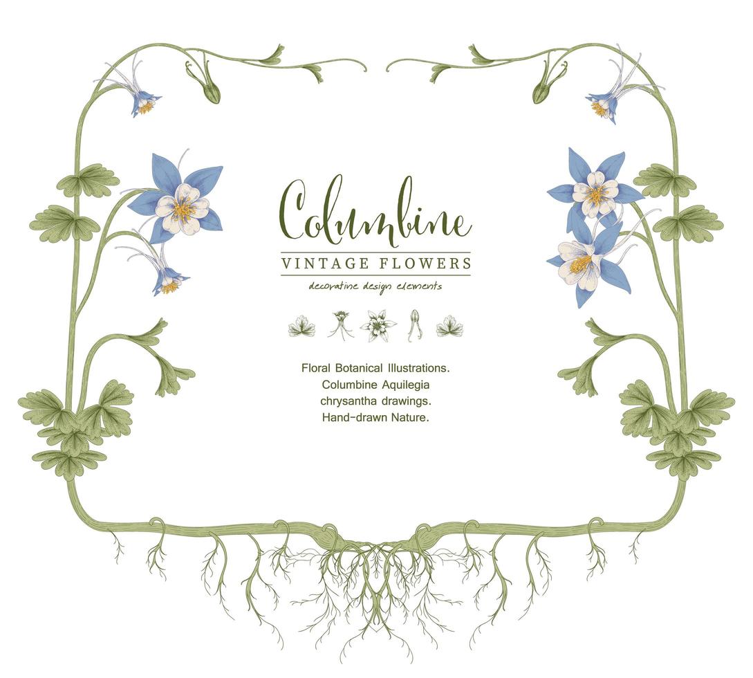 flor de aguileña azul vintage dibujado a mano ilustraciones botánicas plantilla de tarjeta de invitación vector