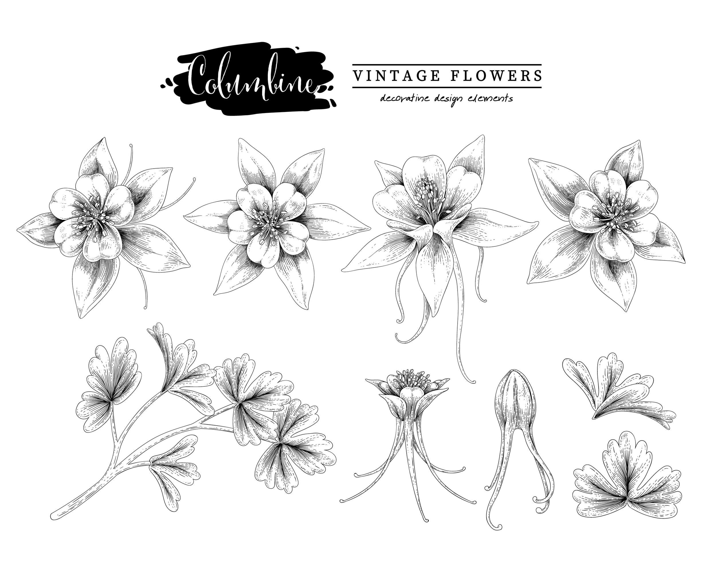 Columbine flower Vintage Hand Drawn Sketch Elements Botanical Illustrations Decorative set