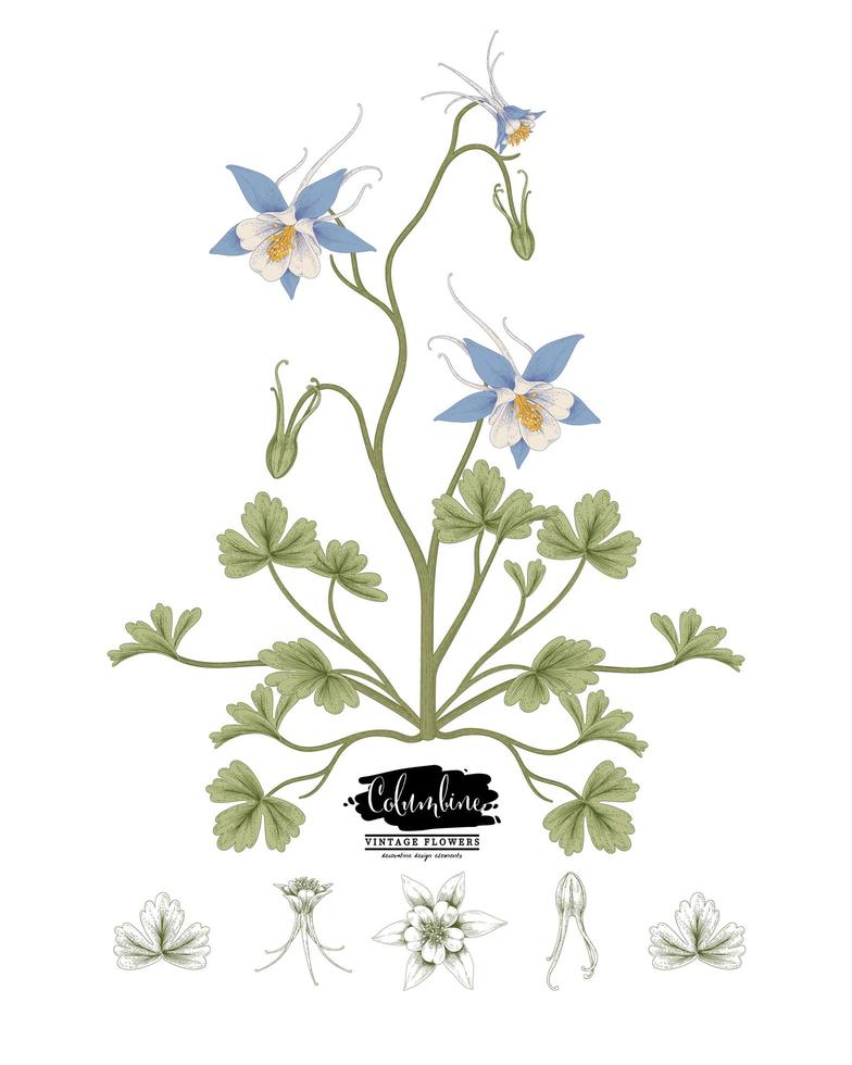 Branch of Blue Columbine with flowers and leaves Vintage Hand Drawn Botanical Illustrations vector