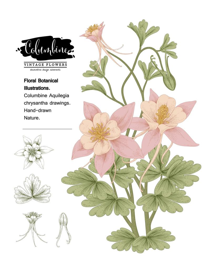 Branch of Pink Columbine with flowers and leaves Vintage Hand Drawn Botanical Illustrations vector