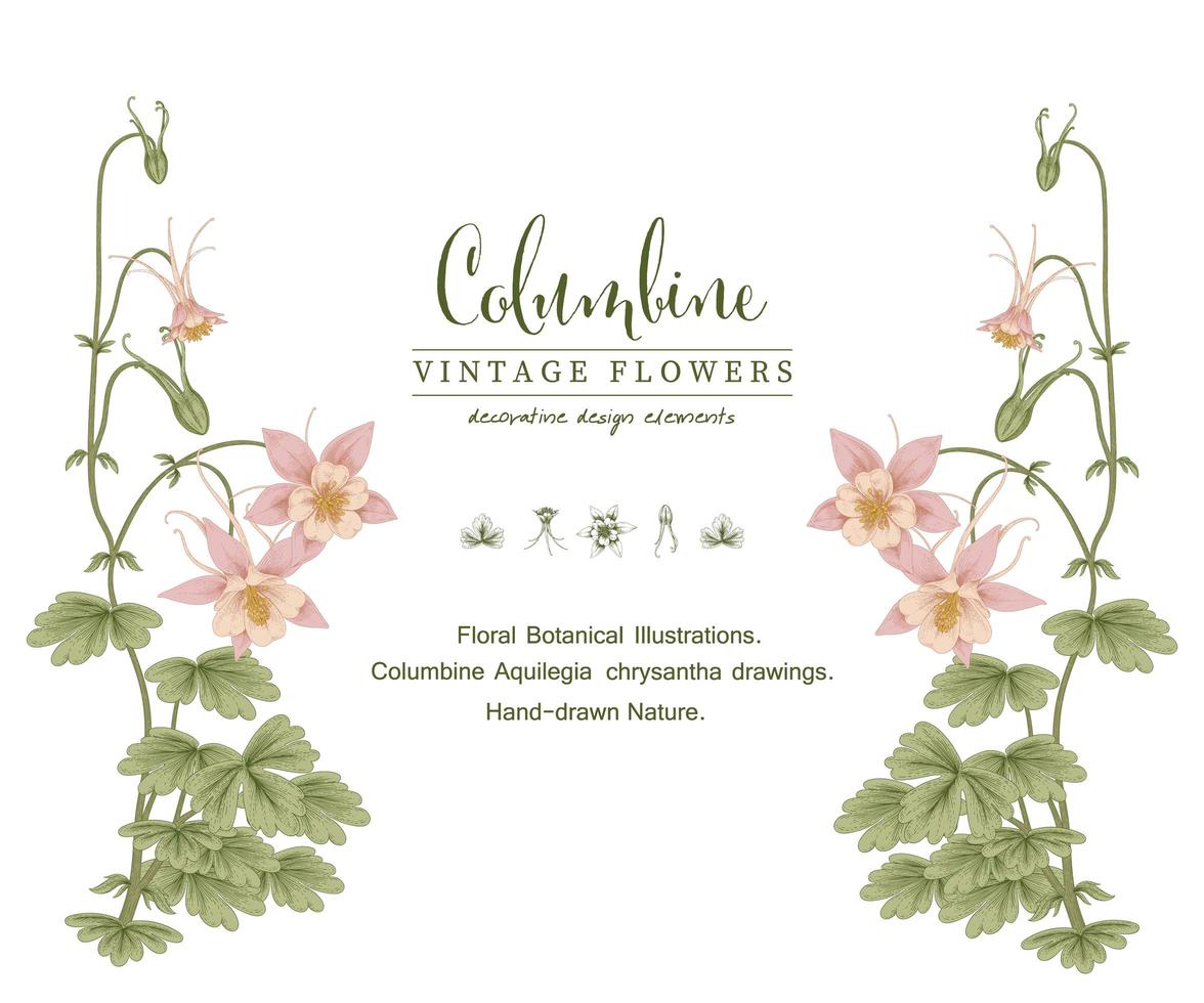 Pink Columbine flower Vintage Hand Drawn Botanical Illustrations Invitation card template vector