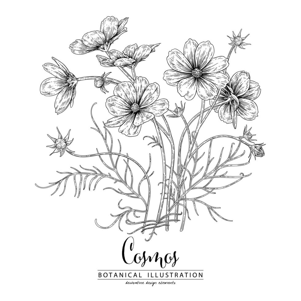 Cosmos flower Hand Drawn Sketch Botanical Illustrations vector