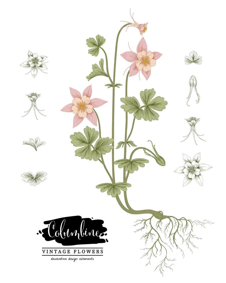 Branch of Pink Columbine with flowers and leaves Vintage Hand Drawn Botanical Illustrations vector