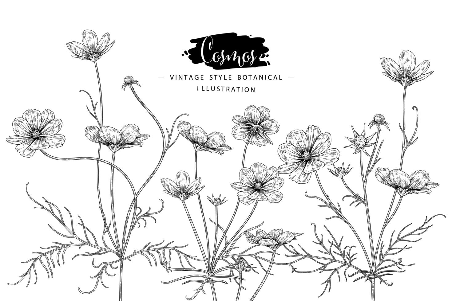 Cosmos flower Hand Drawn Sketch Botanical Illustrations vector