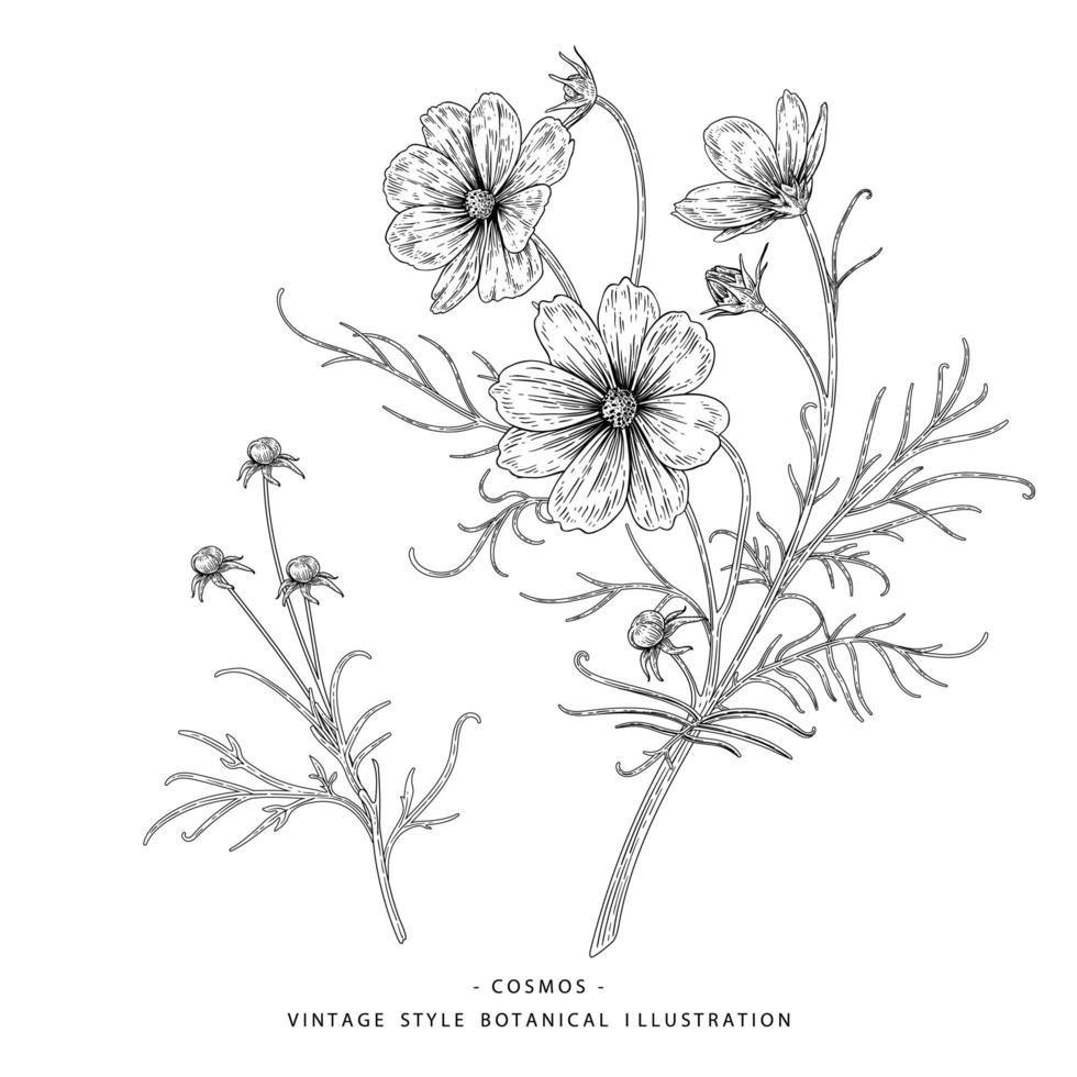 cosmos flor boceto dibujado a mano ilustraciones botánicas vector