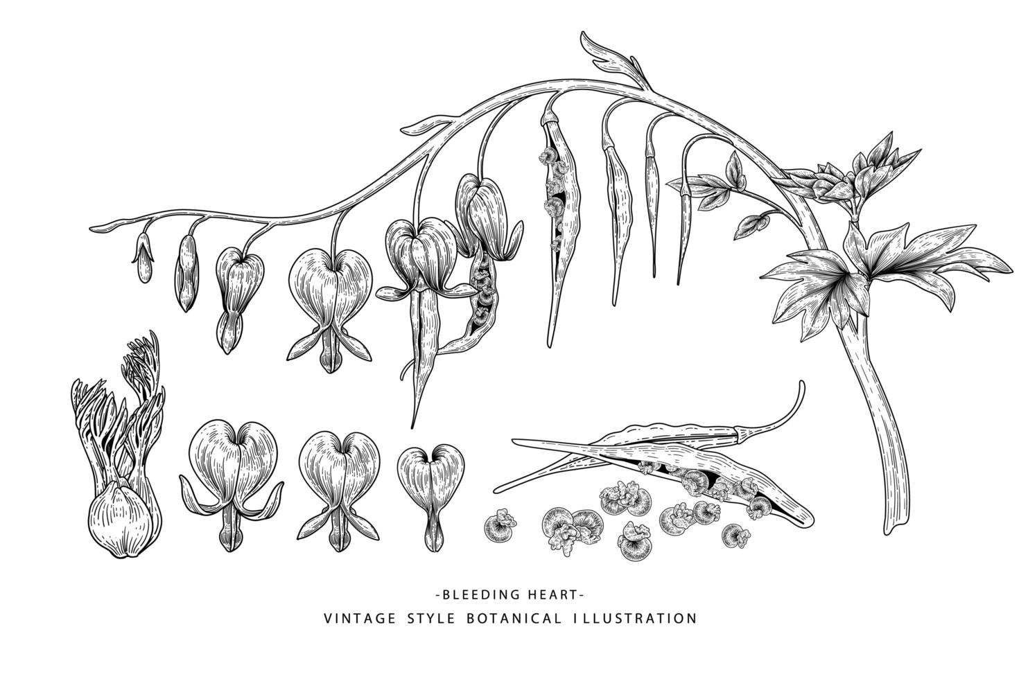 Bleeding Heart flower Seed and pod Hand Drawn Sketch Elements vector