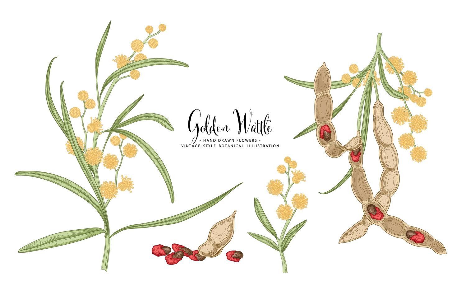 Branch of Golden Wattle or acacia pycnantha with Flowers Leaves and Pods Hand Drawn Botanical Illustrations decorative set vector