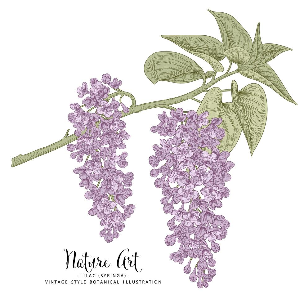 Branch of Lilac or syringa with flowers and leaves Hand Drawn Botanical Illustrations vector