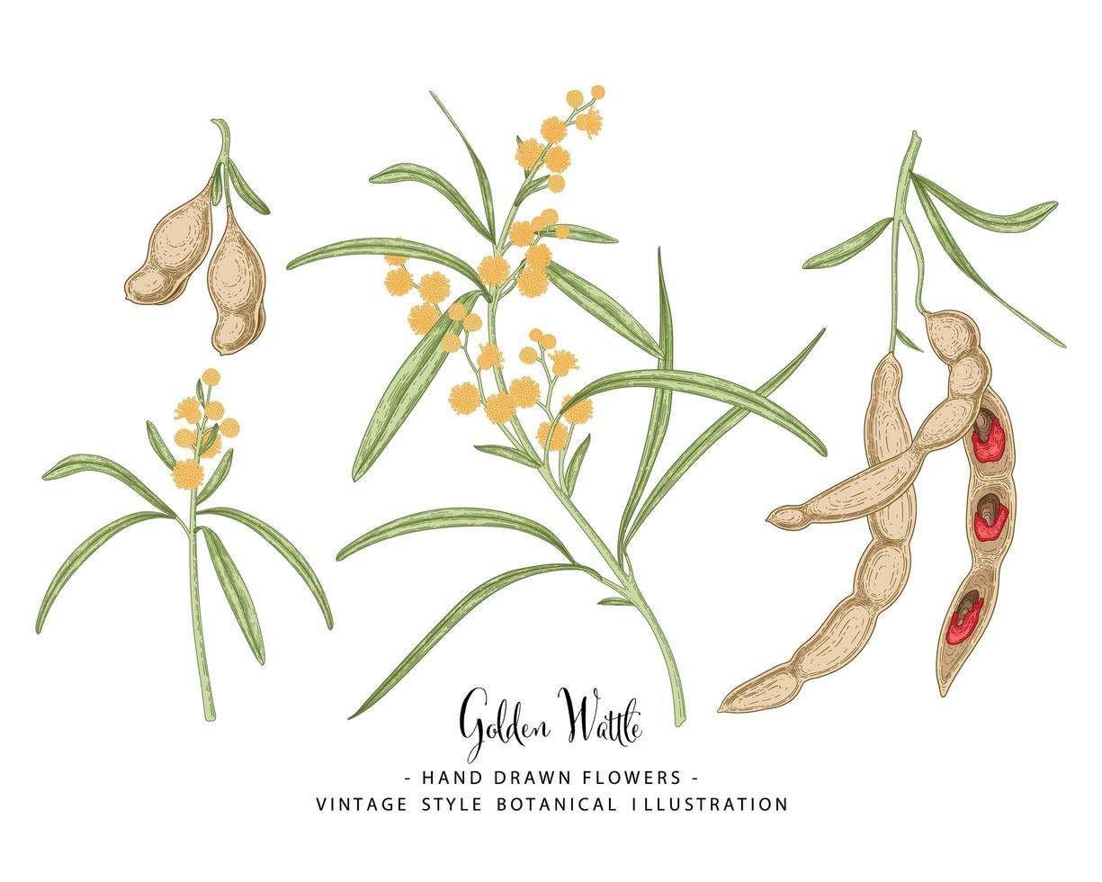Branch of Golden Wattle or acacia pycnantha with Flowers Leaves and Pods Hand Drawn Botanical Illustrations decorative set vector