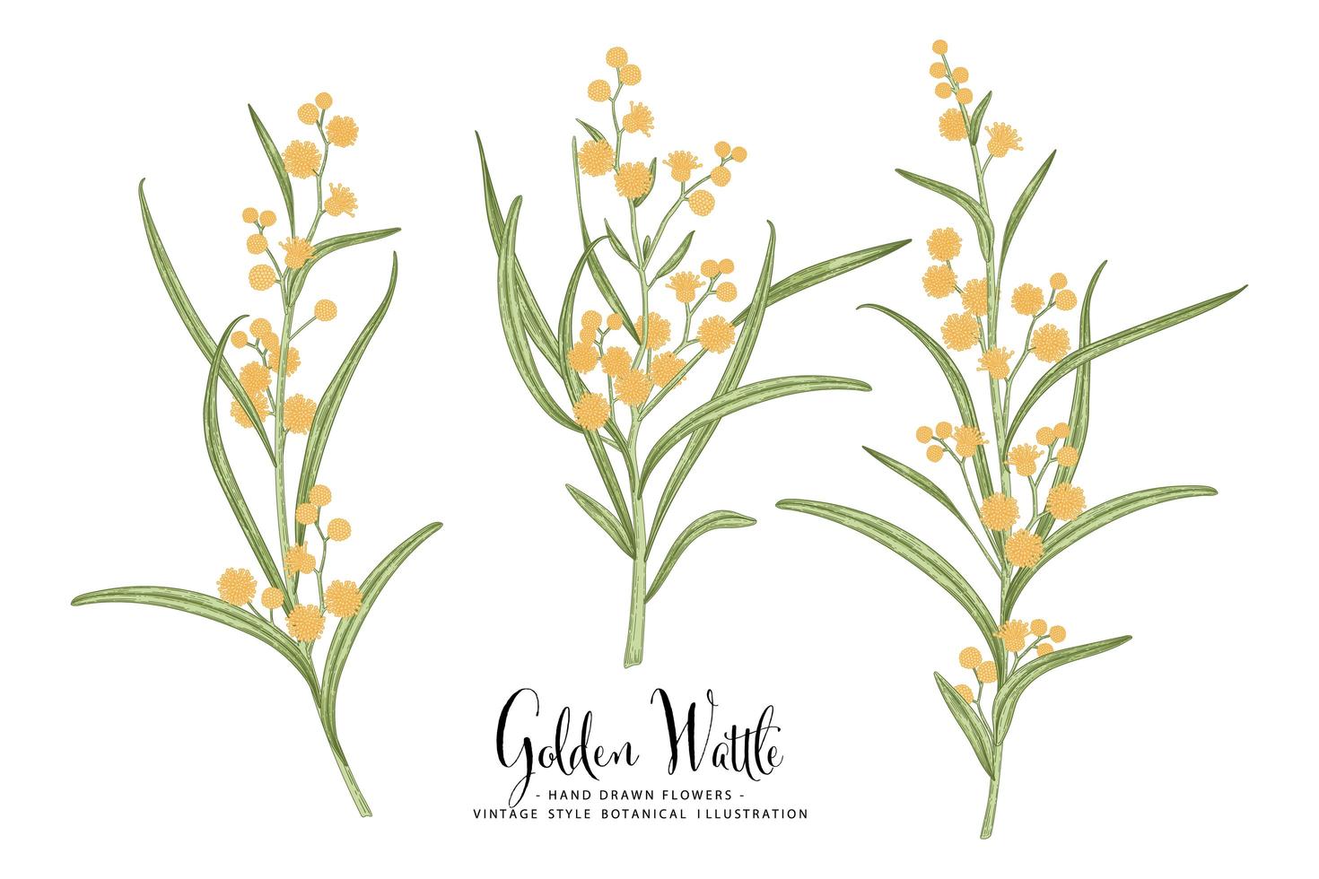 Branch of Golden Wattle or acacia pycnantha with flowers and leaves Hand Drawn Botanical Illustrations decorative set vector