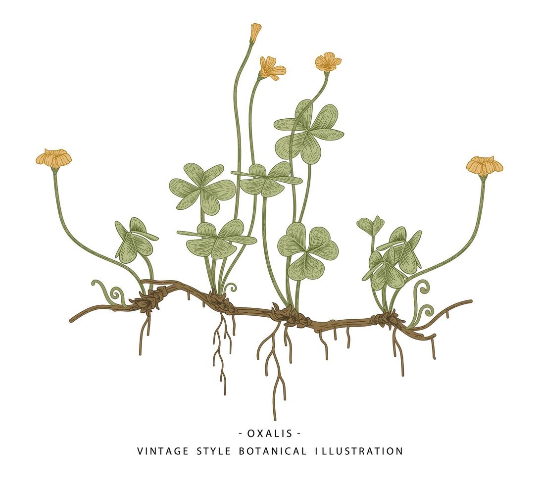 Wood Sorrel or Oxalis acetosella Wild flower and heart shaped leaves Hand Drawn Botanical Illustrations vector