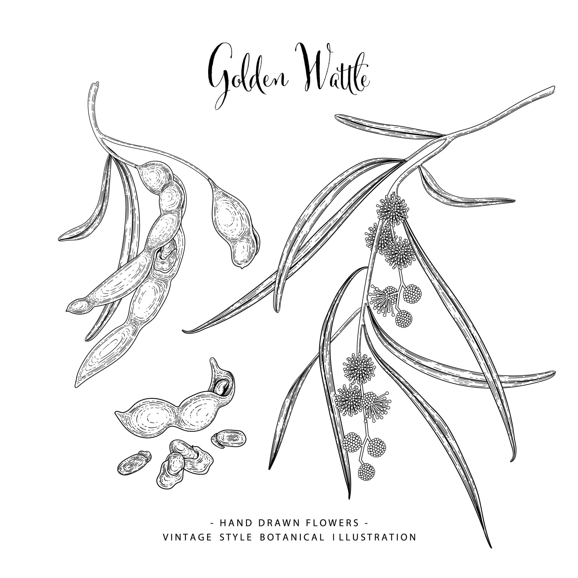 Golden Wattle or acacia pycnantha Hand Drawn sketch vector decorative