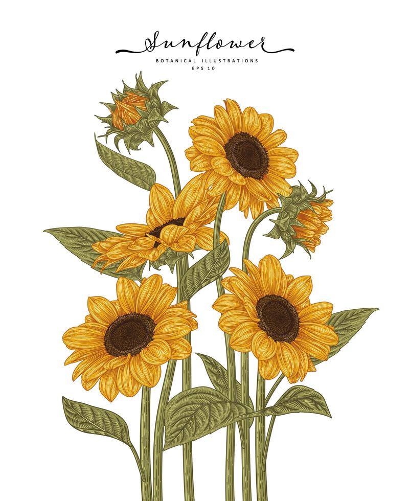 Sunflower Highly detailed line art Hand Drawn Sketch Botanical Illustrations vector