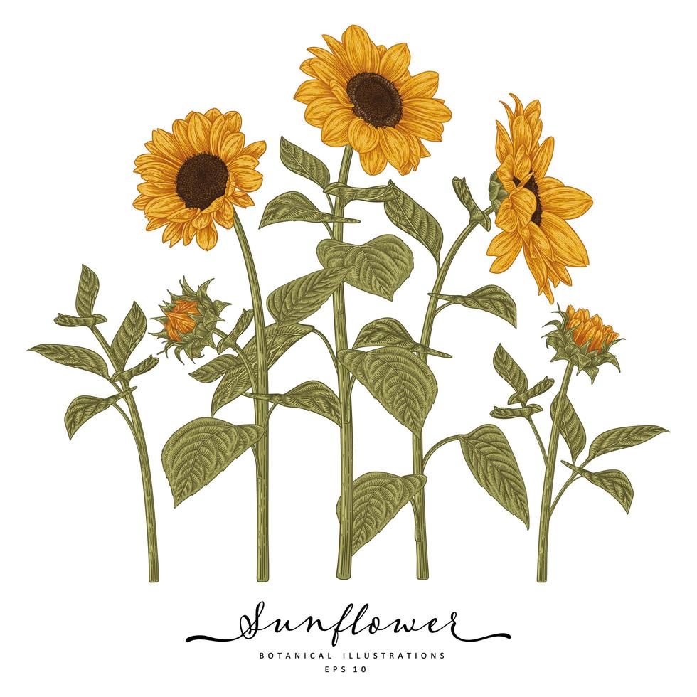 Sunflower Highly detailed line art Hand Drawn Sketch Botanical Illustrations vector